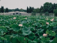 镜头 | 暑气收 秋意生