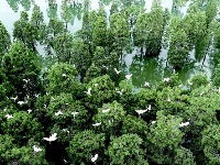 [合肥]庐江大汉塘：万千鹭鸟雨中翱翔美景如画