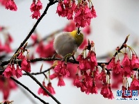 [黄山]阳春三月“绣眼”闹春