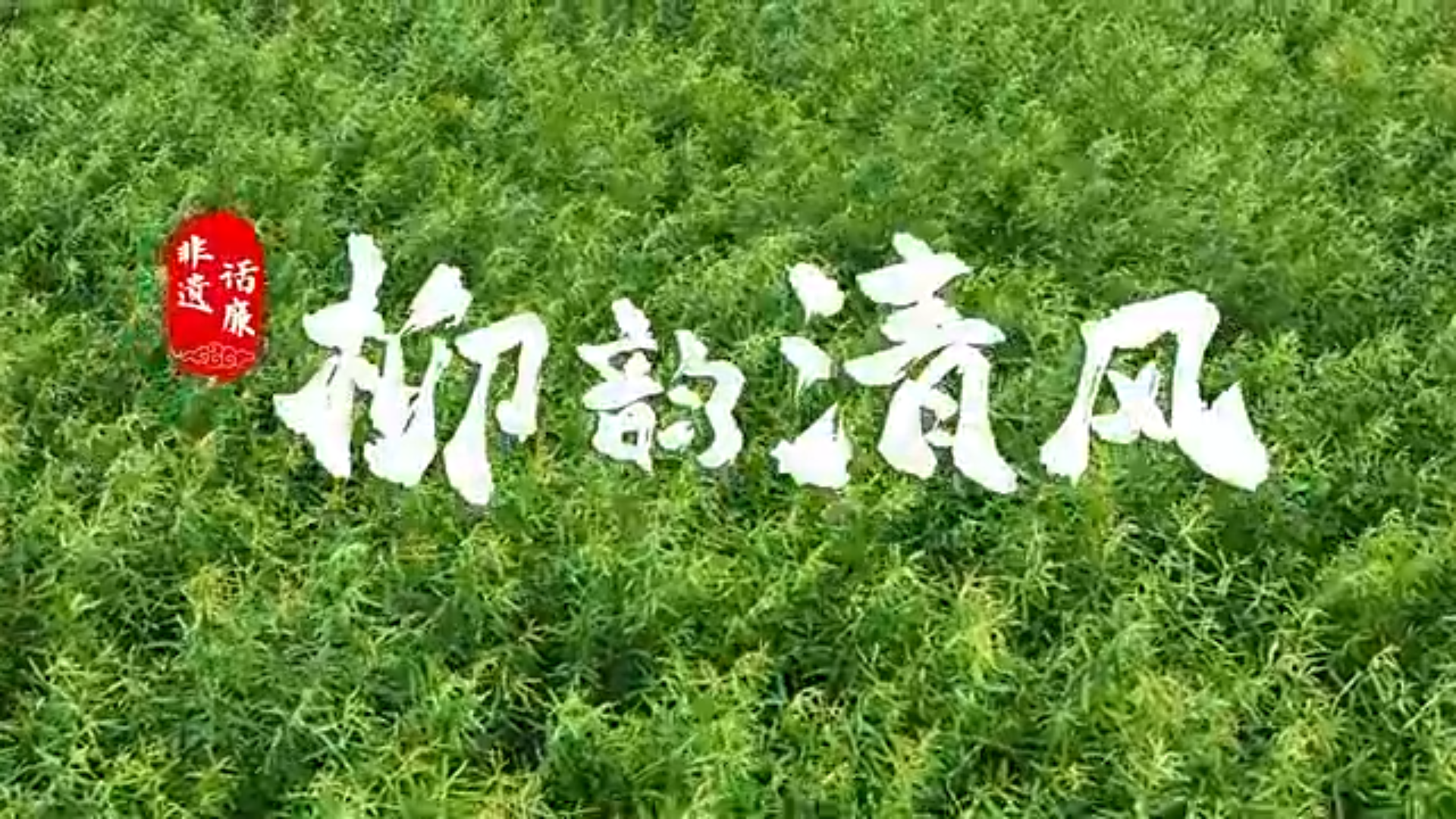 清廉中國丨柳韻清風