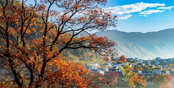 镜头｜秋向此时分