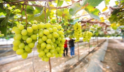 【中国纪检监察报】小果子串起甜日子