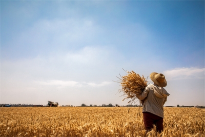 【中国纪检监察报】靶向施策守护好江淮粮仓