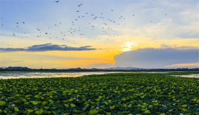 镜头 | 大美八月