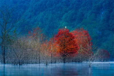 镜头 | 木叶尽落 冬序初开