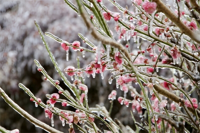 【清风苑】广大处立格局 精微处见真章