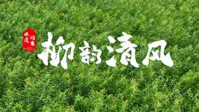 清廉中國丨柳韻清風