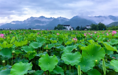 镜头 | 大暑至 夏正浓